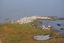 Акуна матата, или даешь сафари! Часть 1