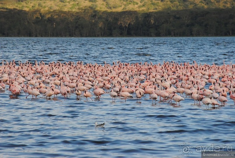 Акуна матата, или даешь сафари! Часть 1