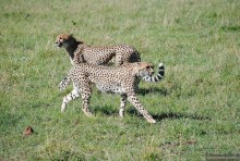 Акуна матата, или даешь сафари! Часть 1