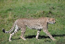 Акуна матата, или даешь сафари! Часть 1