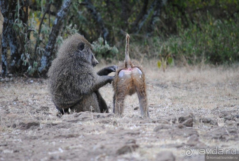 Акуна матата, или даешь сафари! Часть 1