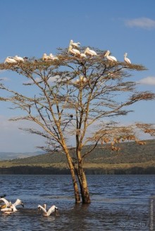 Акуна матата, или даешь сафари! Часть 1