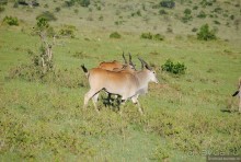 Акуна матата, или даешь сафари! Часть 1