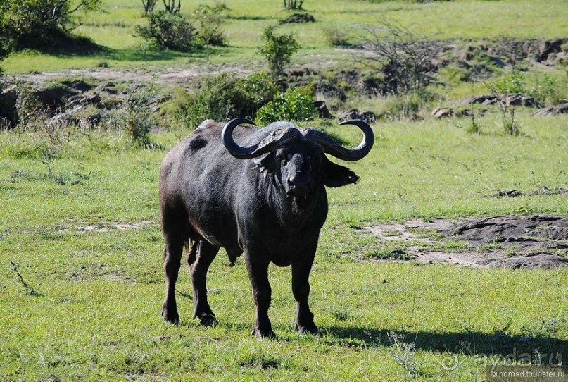 Акуна матата, или даешь сафари! Часть 1