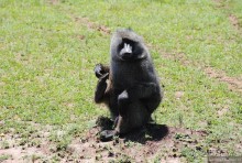 Акуна матата, или даешь сафари! Часть 1