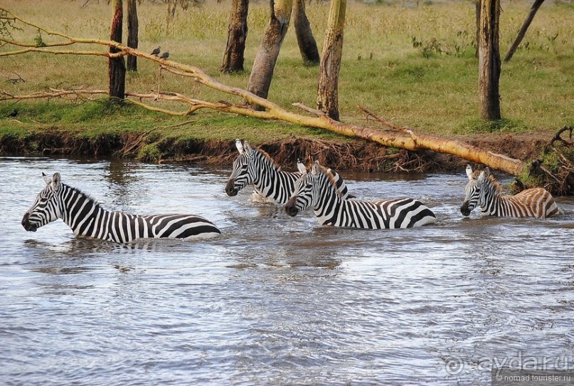 Акуна матата, или даешь сафари! Часть 1