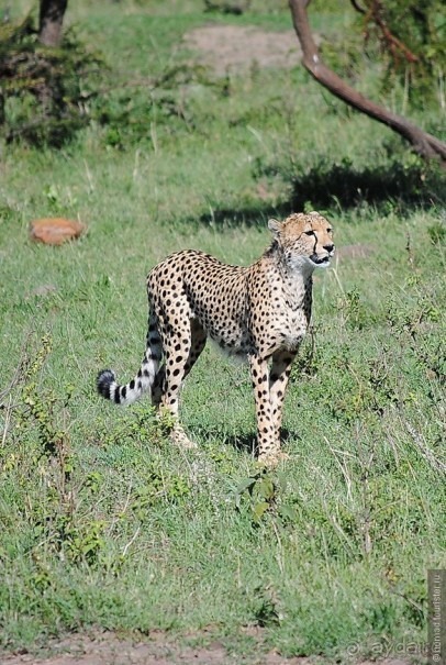 Акуна матата, или даешь сафари! Часть 1