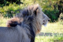 Акуна матата, или даешь сафари! Часть 1