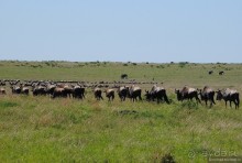Акуна матата, или даешь сафари! Часть 1