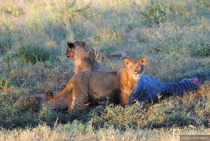 Акуна матата, или даешь сафари! Часть 1