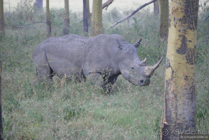 Акуна матата, или даешь сафари! Часть 1
