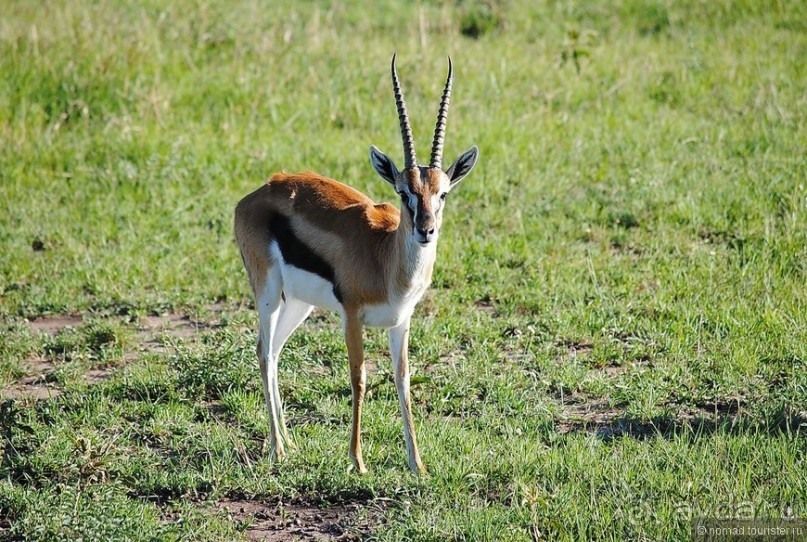 Акуна матата, или даешь сафари! Часть 1