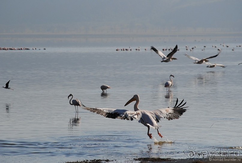 Акуна матата, или даешь сафари! Часть 1