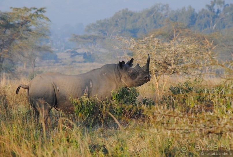 Акуна матата, или даешь сафари! Часть 1