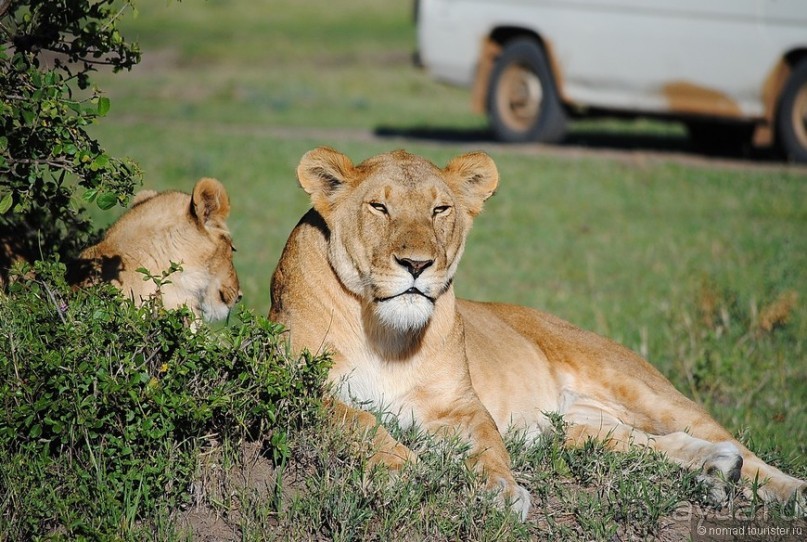 Акуна матата, или даешь сафари! Часть 1