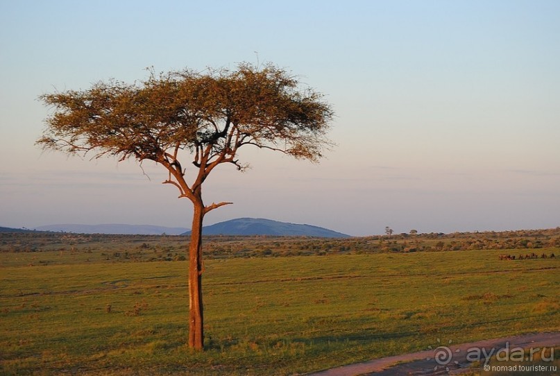 Акуна матата, или даешь сафари! Часть 1