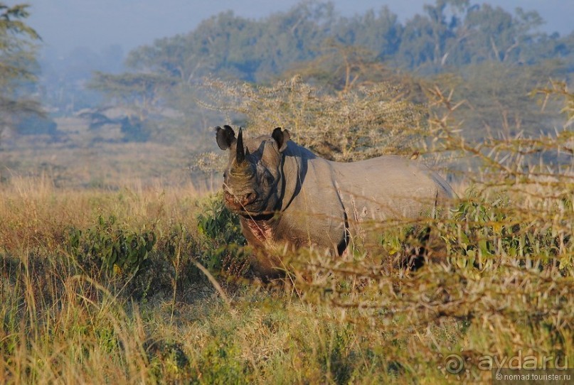 Акуна матата, или даешь сафари! Часть 1