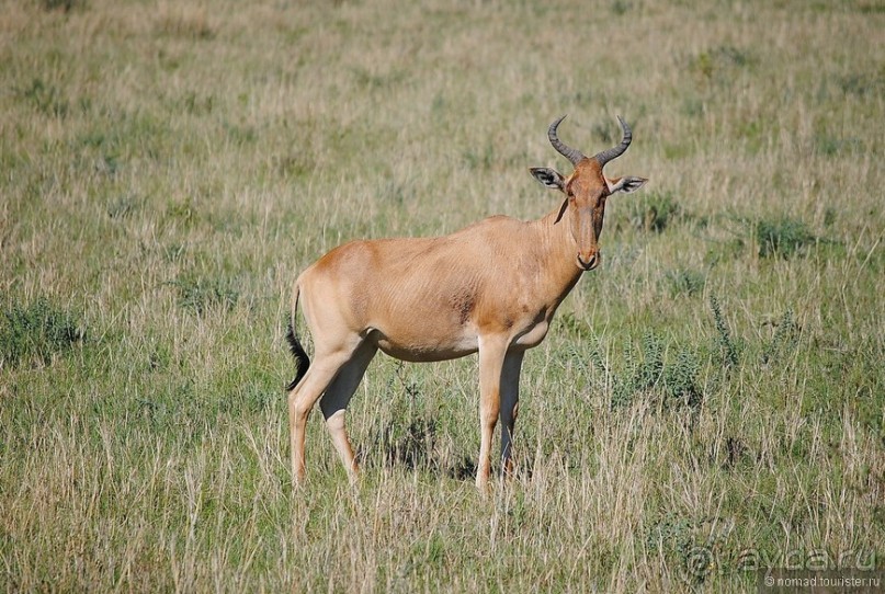 Акуна матата, или даешь сафари! Часть 1