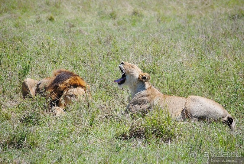 Акуна матата, или даешь сафари! Часть 1