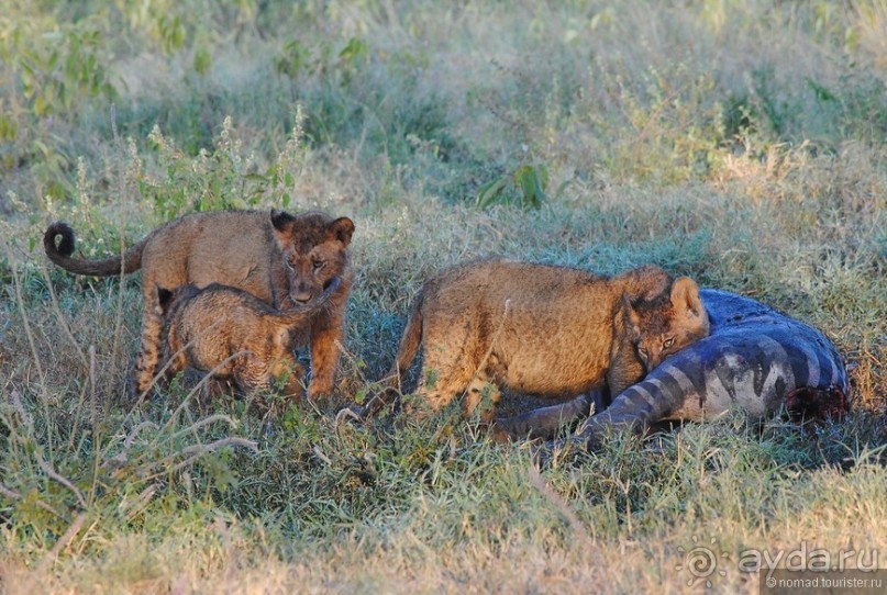 Акуна матата, или даешь сафари! Часть 1