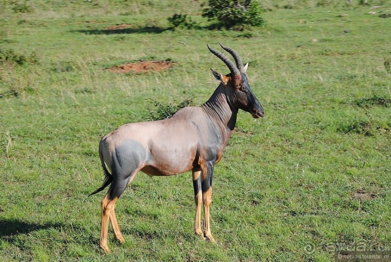 Акуна матата, или даешь сафари! Часть 1