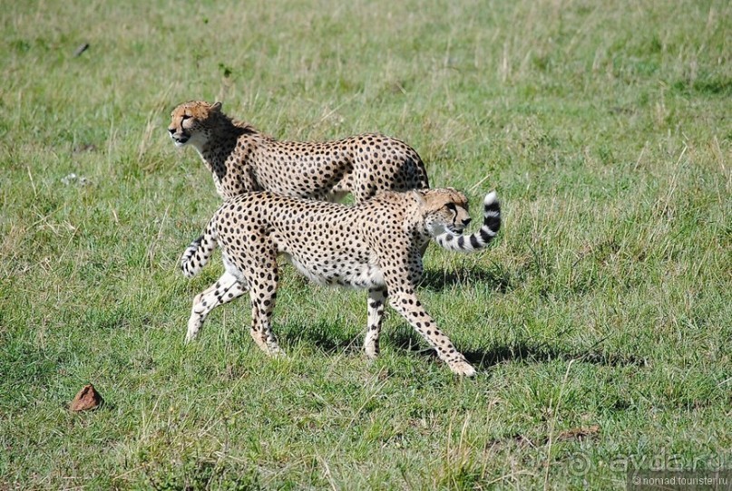 Акуна матата, или даешь сафари! Часть 1
