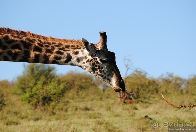 Акуна матата, или даешь сафари! Часть 1