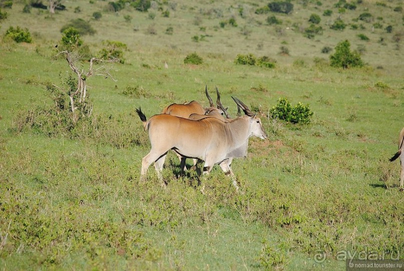 Акуна матата, или даешь сафари! Часть 1