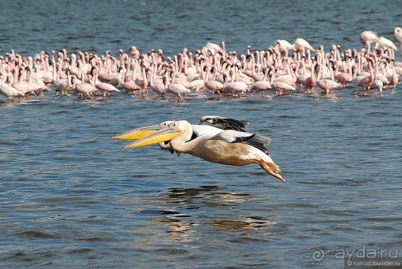 Акуна матата, или даешь сафари! Часть 1