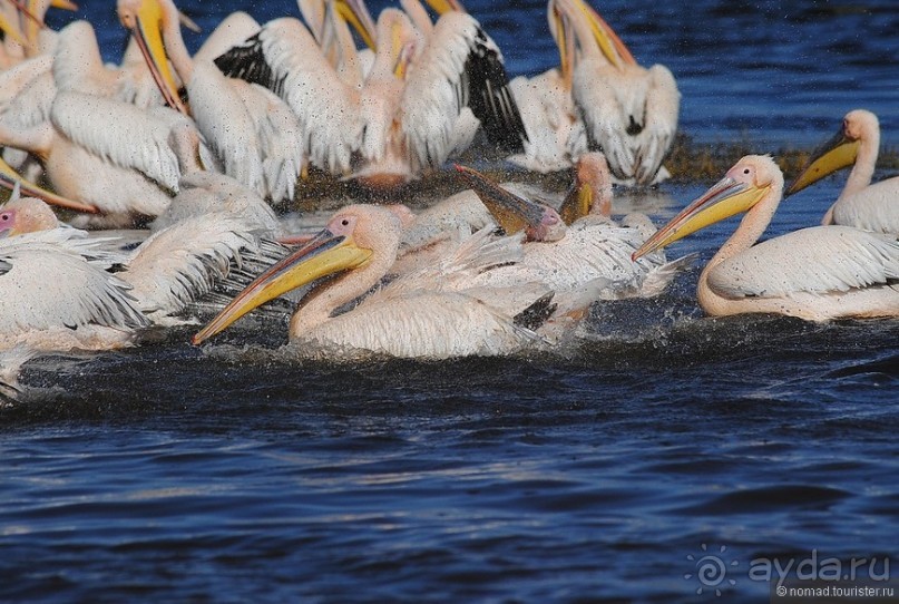 Акуна матата, или даешь сафари! Часть 1