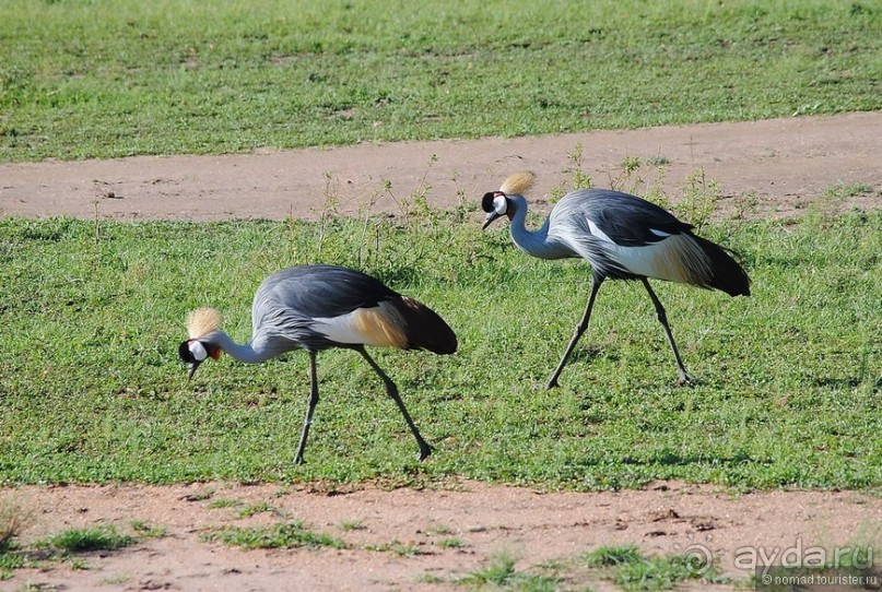 Акуна матата, или даешь сафари! Часть 1