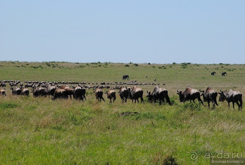 Акуна матата, или даешь сафари! Часть 1