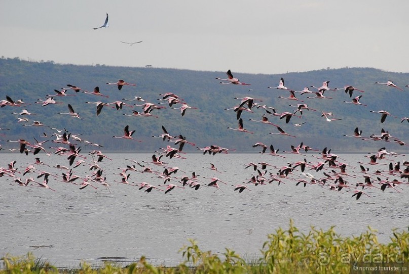 Акуна матата, или даешь сафари! Часть 1