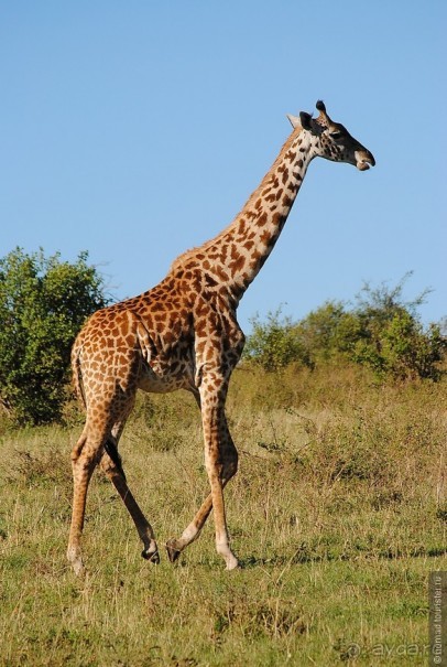 Акуна матата, или даешь сафари! Часть 1