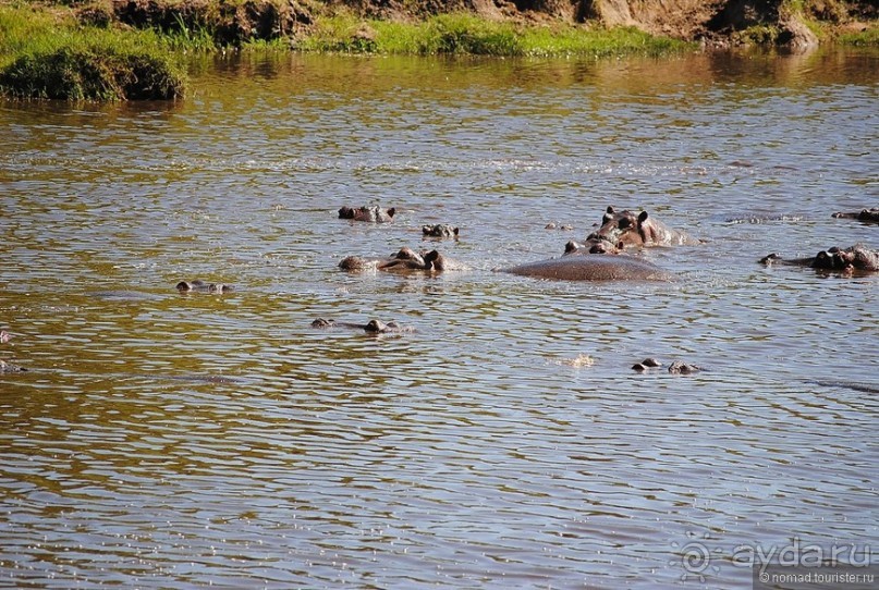 Акуна матата, или даешь сафари! Часть 1
