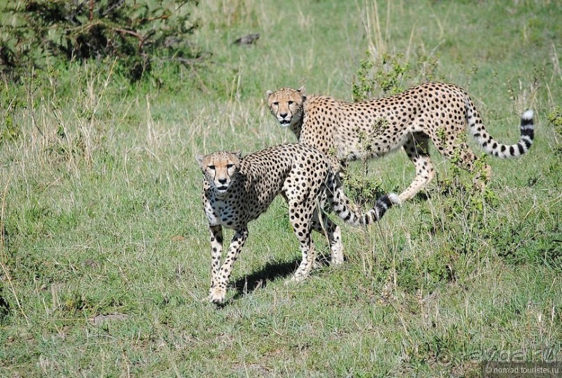 Акуна матата, или даешь сафари! Часть 1