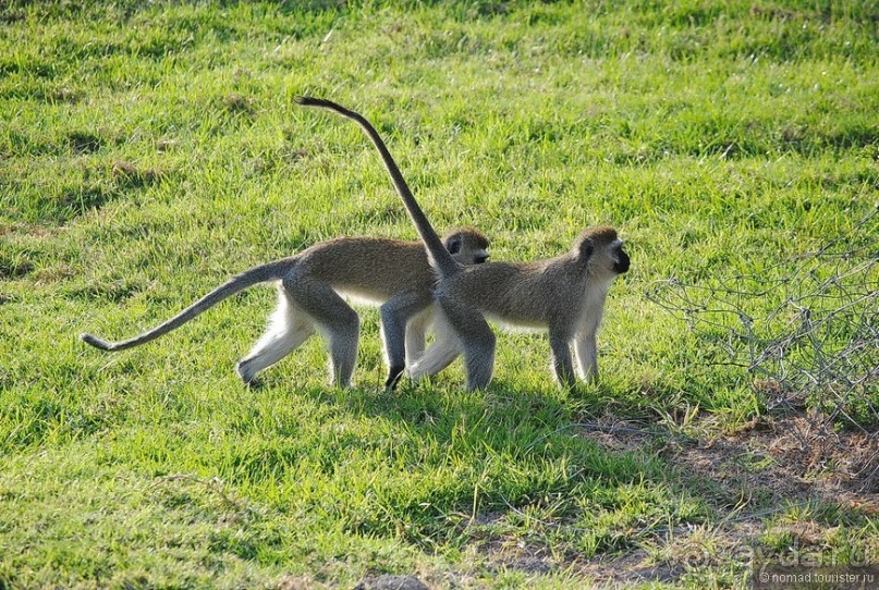 Акуна матата, или даешь сафари! Часть 1