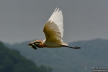 Затерянные Гималаи, Непал-Бутан. Часть 4