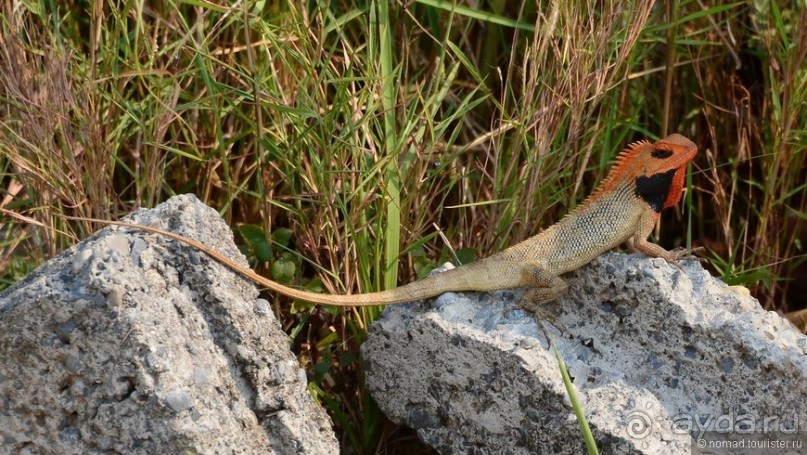 Затерянные Гималаи, Непал-Бутан. Часть 4
