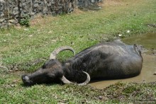 Затерянные Гималаи, Непал-Бутан. Часть 4