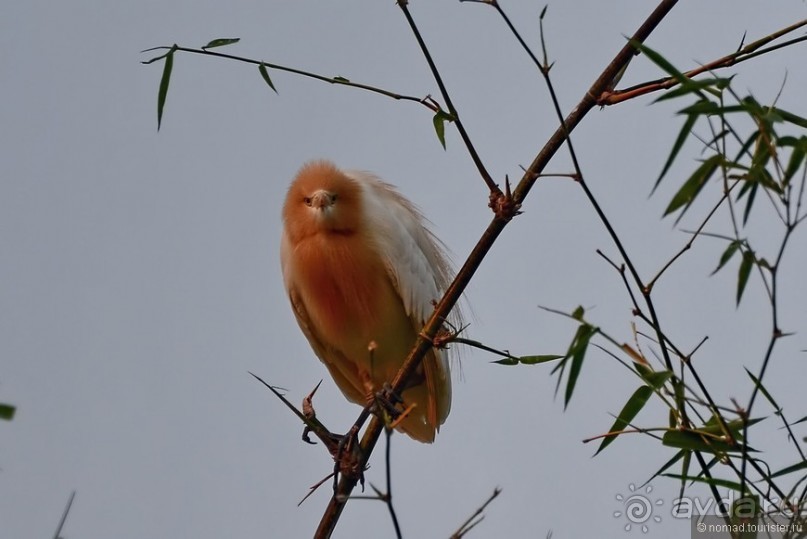 Затерянные Гималаи, Непал-Бутан. Часть 4