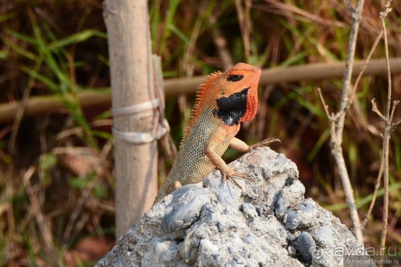 Затерянные Гималаи, Непал-Бутан. Часть 4
