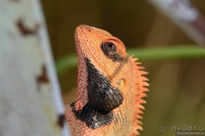 Затерянные Гималаи, Непал-Бутан. Часть 4
