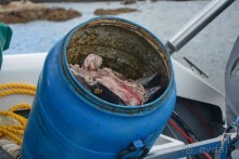 Африканский калейдоскоп. Часть 4