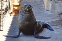 Африканский калейдоскоп. Часть 4