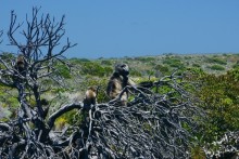 Африканский калейдоскоп. Часть 4