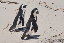 Африканский калейдоскоп. Часть 4