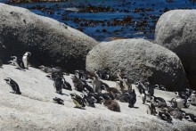 Африканский калейдоскоп. Часть 4