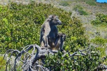 Африканский калейдоскоп. Часть 4