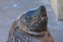 Африканский калейдоскоп. Часть 4